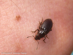 Leschenius vulcanorum