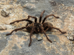 Grammostola burzaquensis