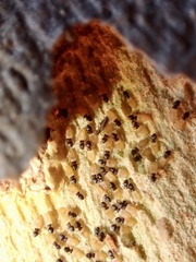 Liposcelis meridionalis