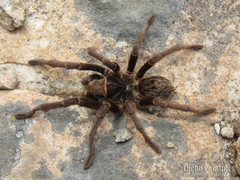 Grammostola burzaquensis