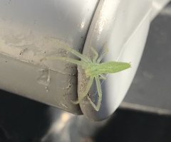 Oxytate argenteooculata