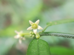 Orthosia kunthii