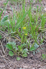 Ranunculus inamoenus