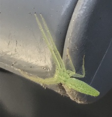 Oxytate argenteooculata