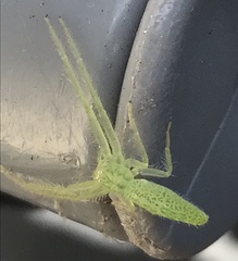 Oxytate argenteooculata