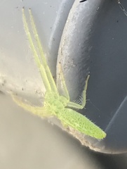 Oxytate argenteooculata