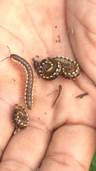 Asiomorpha coarctata