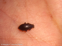 Leschenius vulcanorum