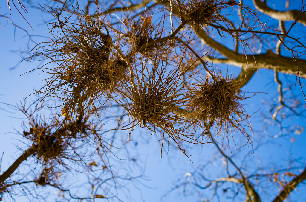 Witches' Broom Mite