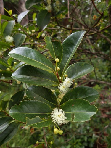 Malagasy tea