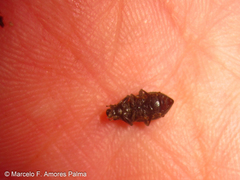 Leschenius vulcanorum
