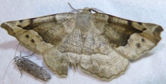 Caripeta hilumaria
