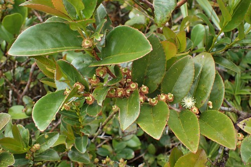 Malagasy tea