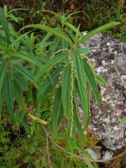 Boehmeria penduliflora