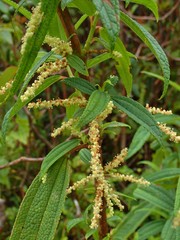 Boehmeria penduliflora