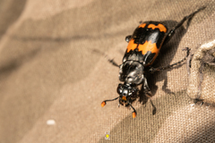Nicrophorus mexicanus