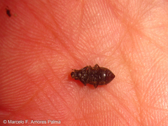 Leschenius vulcanorum