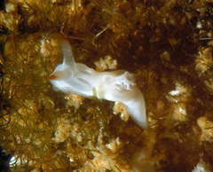 Goniodoris