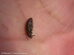 Leschenius vulcanorum