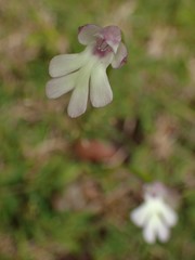 Cynorkis fastigiata