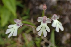 Cynorkis fastigiata