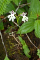 Cynorkis fastigiata
