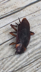 Periplaneta americana