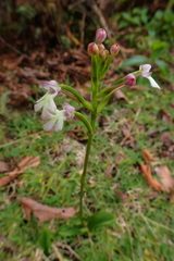 Cynorkis fastigiata