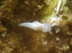 Goniodoris