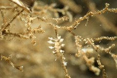 Eubranchus scintillans