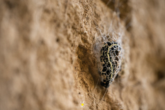 Acronyctodes mexicanaria