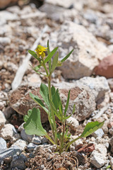 Ranunculus inamoenus