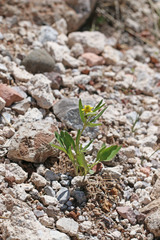 Ranunculus inamoenus