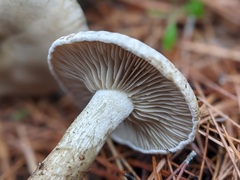 Agaricales