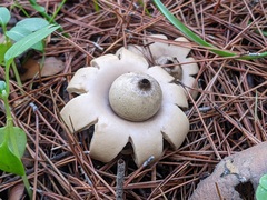 Geastrum