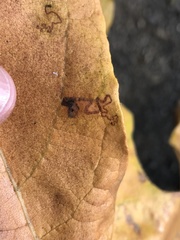 Ectoedemia platanella group