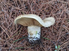 Clitopaxillus alexandri