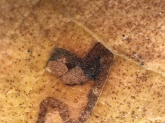 Ectoedemia platanella group