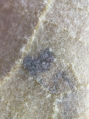 Ectoedemia platanella group