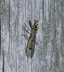 Paramantispa wagneri