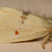 Euproctis bicolor - Photo (c) Jaunne-Marelize Van Tonder, osa oikeuksista pidätetään (CC BY-NC), lähettänyt Jaunne-Marelize Van Tonder