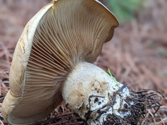 Clitopaxillus alexandri