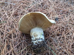 Clitopaxillus alexandri