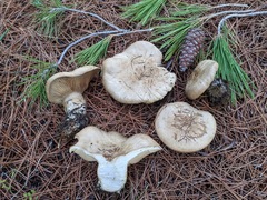 Clitopaxillus alexandri