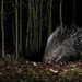 Crested Porcupine - Photo (c) a_calabrese, some rights reserved (CC BY-NC)