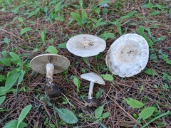 Agaricales