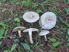 Agaricales