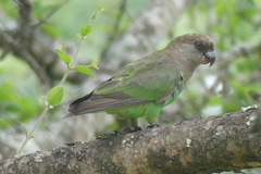 Poicephalus cryptoxanthus