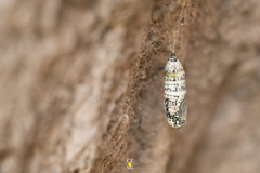 Acronyctodes mexicanaria