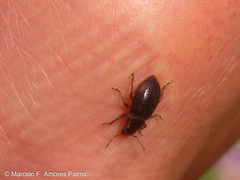 Leschenius vulcanorum